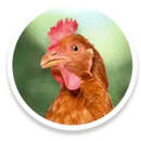 CULINAIRE PRODUCTIES BLOG LABEL ROUGE KIP